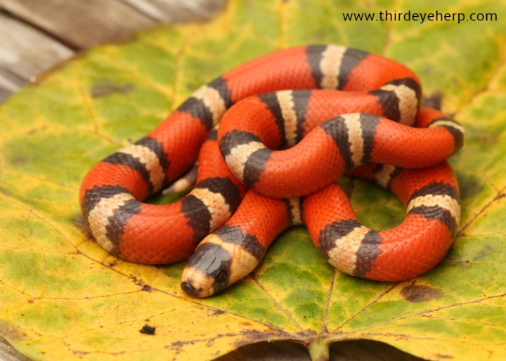 Hypo Tricolor Honduran Milk Snake